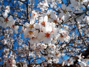 fiore mandorlo bianco sfondo cielo